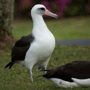 Image of Laysan Albatross