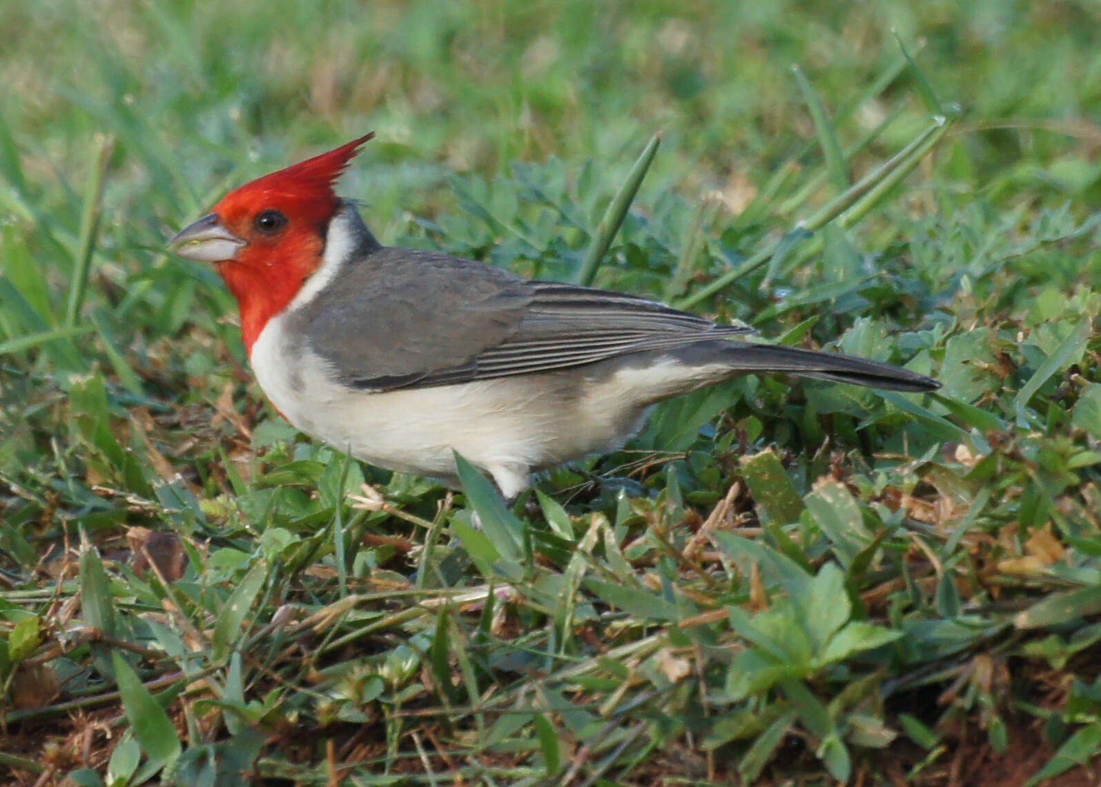 Image of Red-crested Cardinal