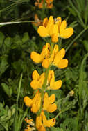 Image of European yellow lupine