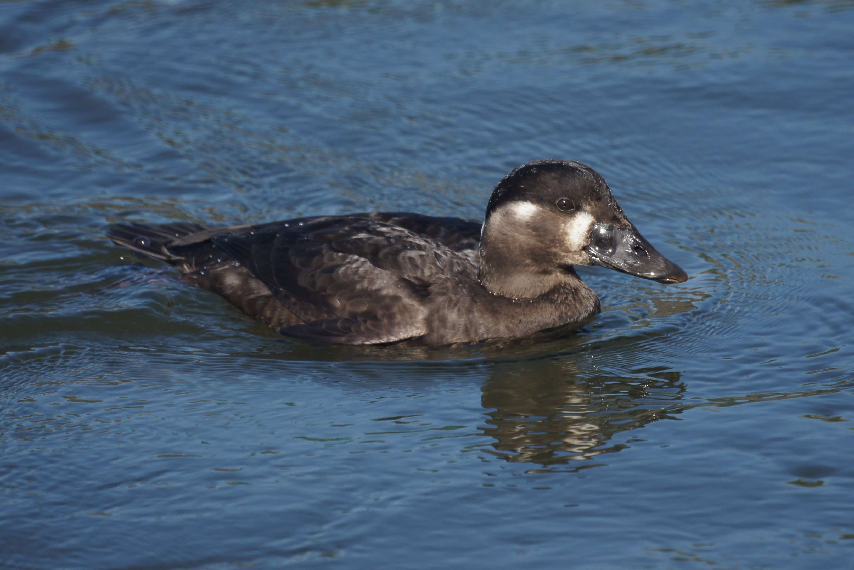 Image of scoter