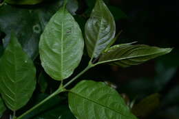 Lasianthus fordii var. microphyllus (Elmer) H. Zhu resmi