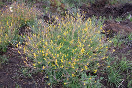 Image de Corydalis sibirica (L. fil.) Pers.