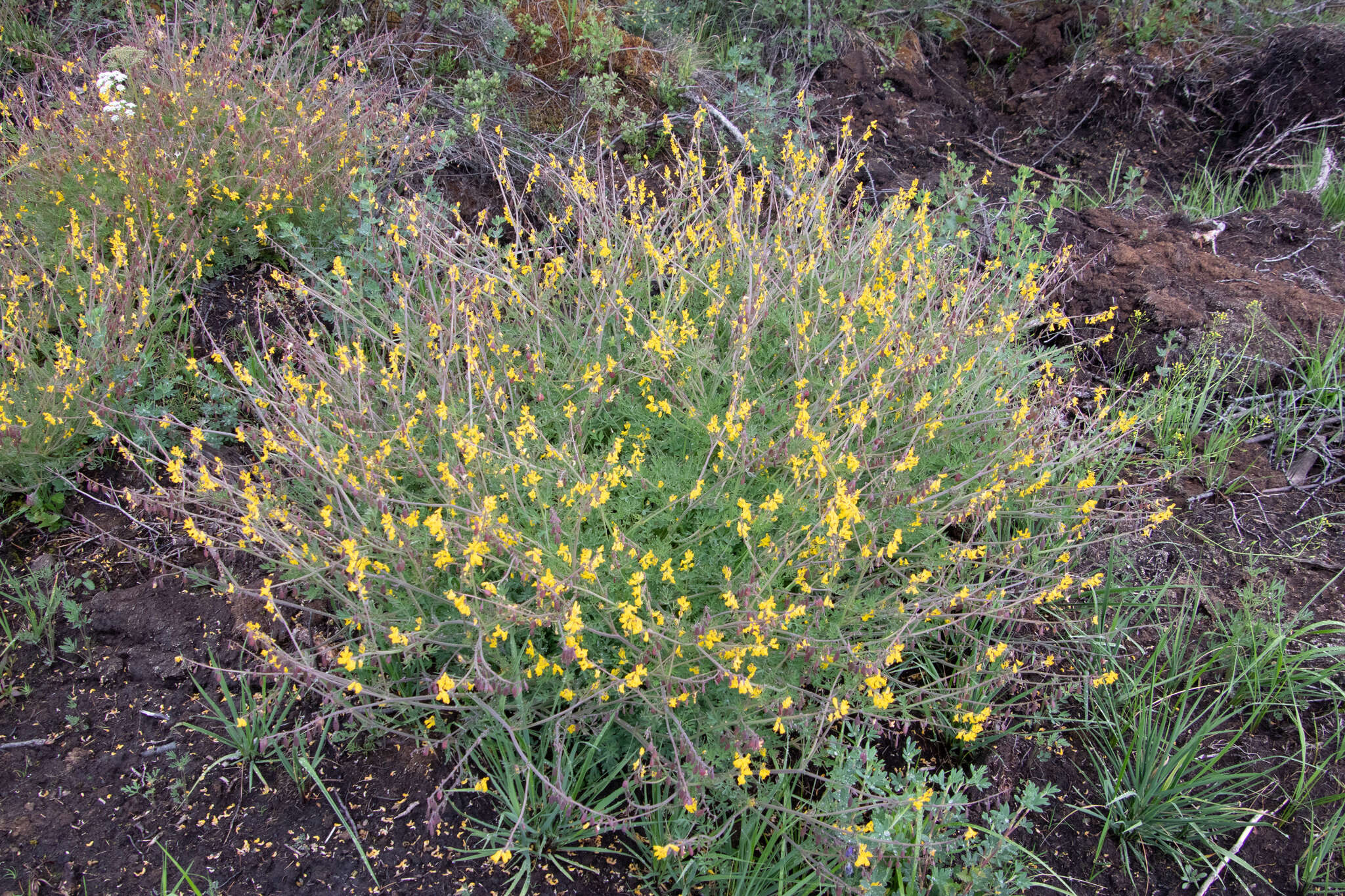 Corydalis sibirica (L. fil.) Pers. resmi