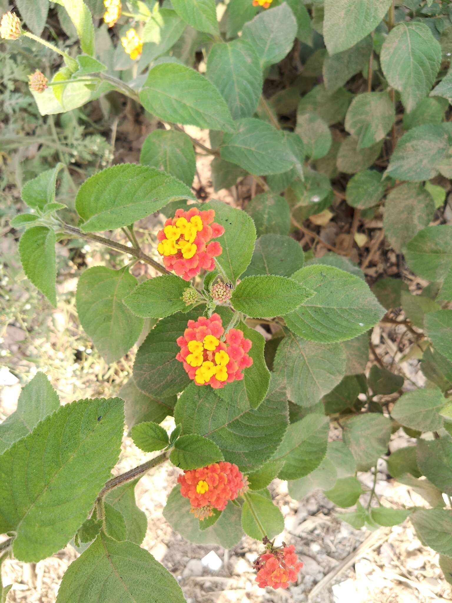 Image of Lantana horrida Kunth