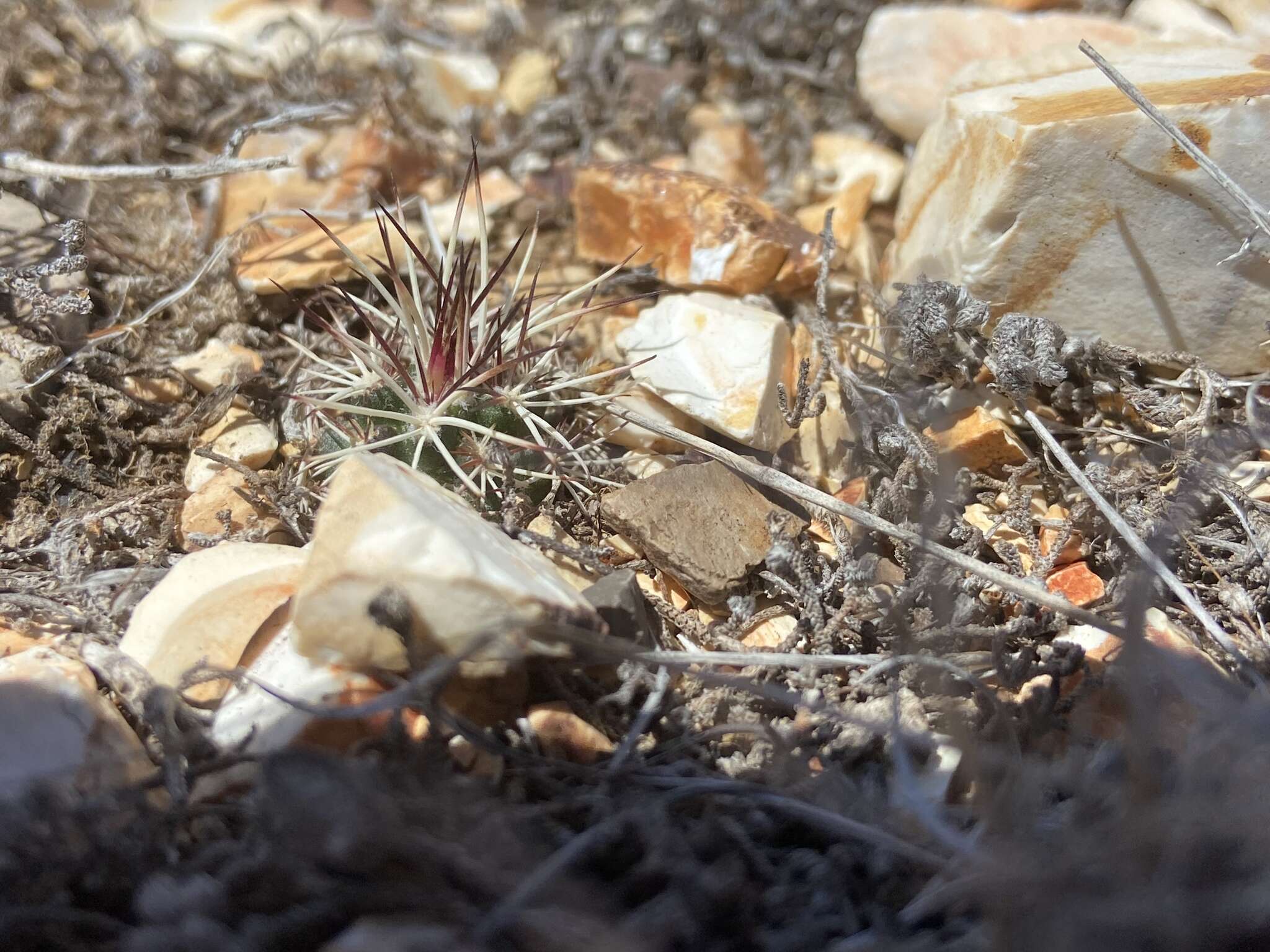 Image of Davis' green pitaya