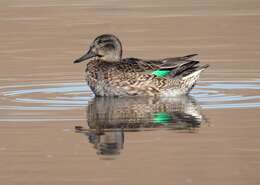 Image of Green-winged Teal