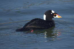 Image of scoter