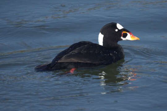 Image of scoter