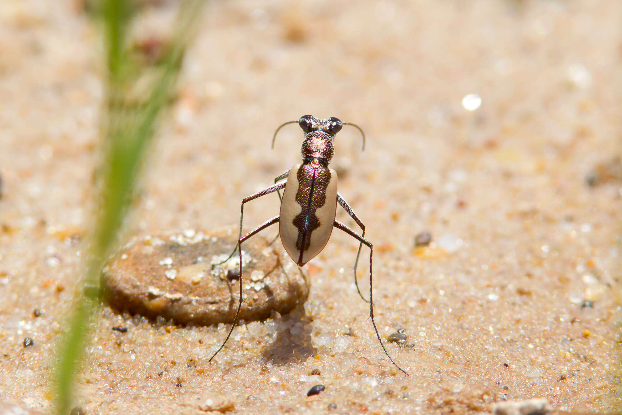 Image of White-cloaked Tiger Beetle