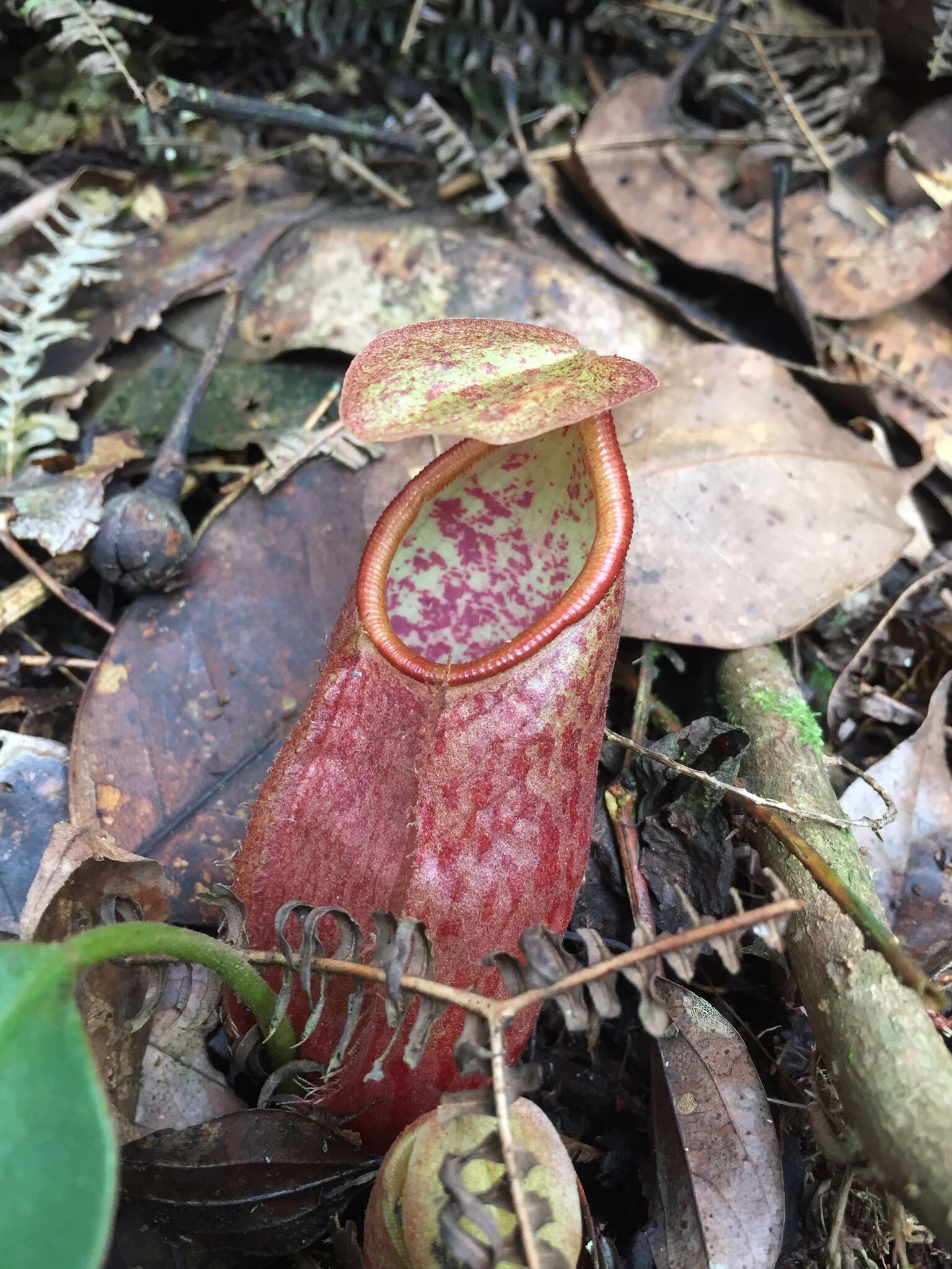 Image of Nepenthes gymnamphora Nees