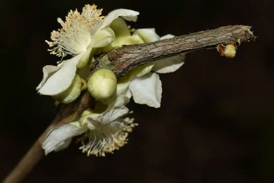 Image of Doliocarpus sessiliflorus Mart.