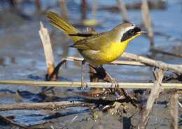 Geothlypis trichas (Linnaeus 1766) resmi