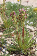 Image de Pedicularis parryi subsp. purpurea (Parry) G. D. Carr