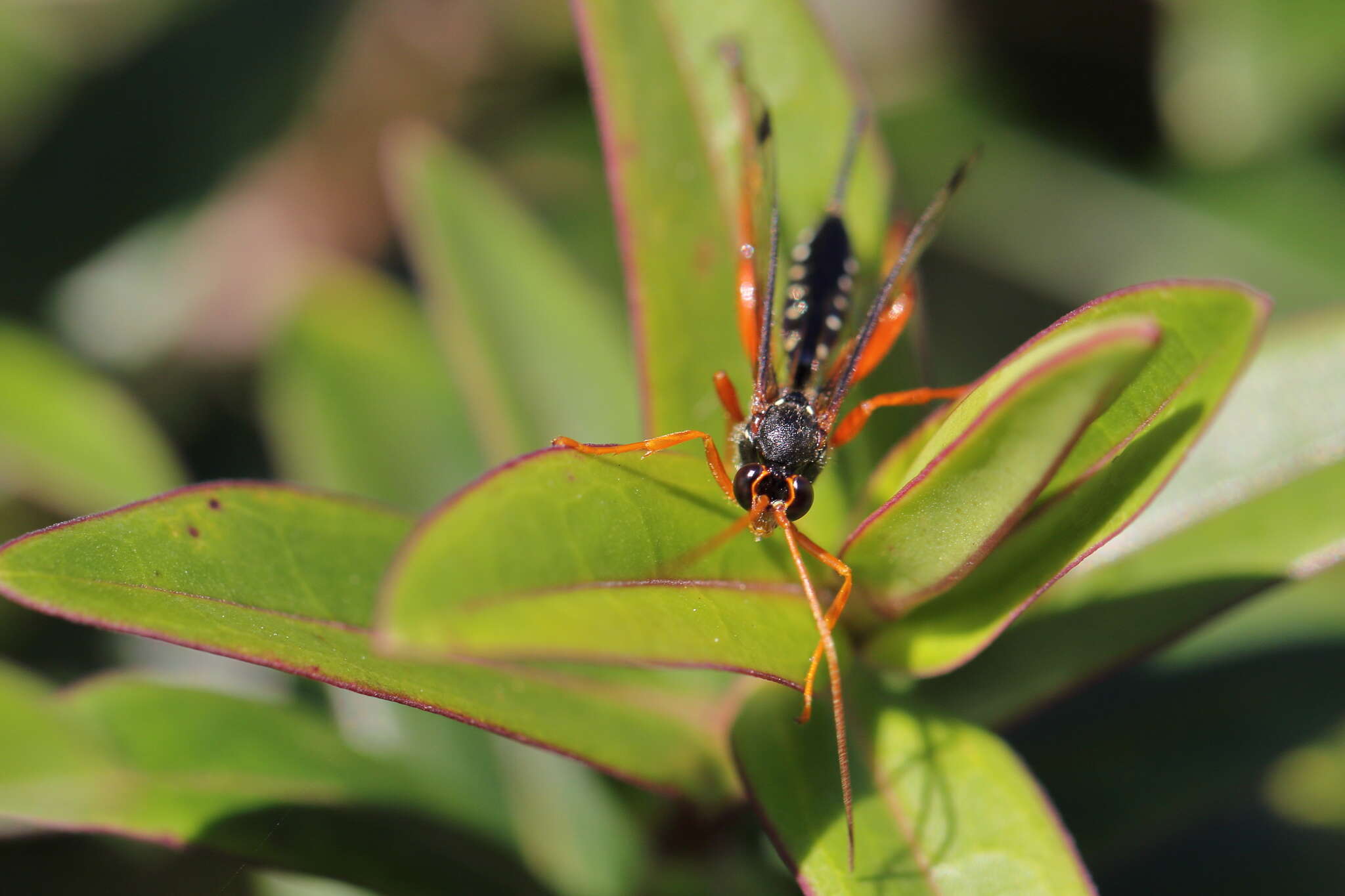 Sivun Echthromorpha intricatoria (Fabricius 1804) kuva