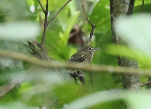 Image of Eye-ringed Tody-Tyrant