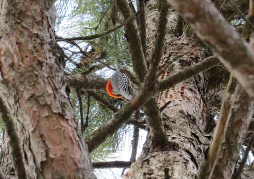 Image of Red-bellied Woodpecker