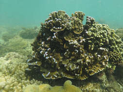 Image of Blue edged plate coral