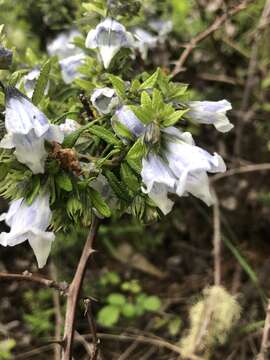 Слика од Lepechinia chilensis