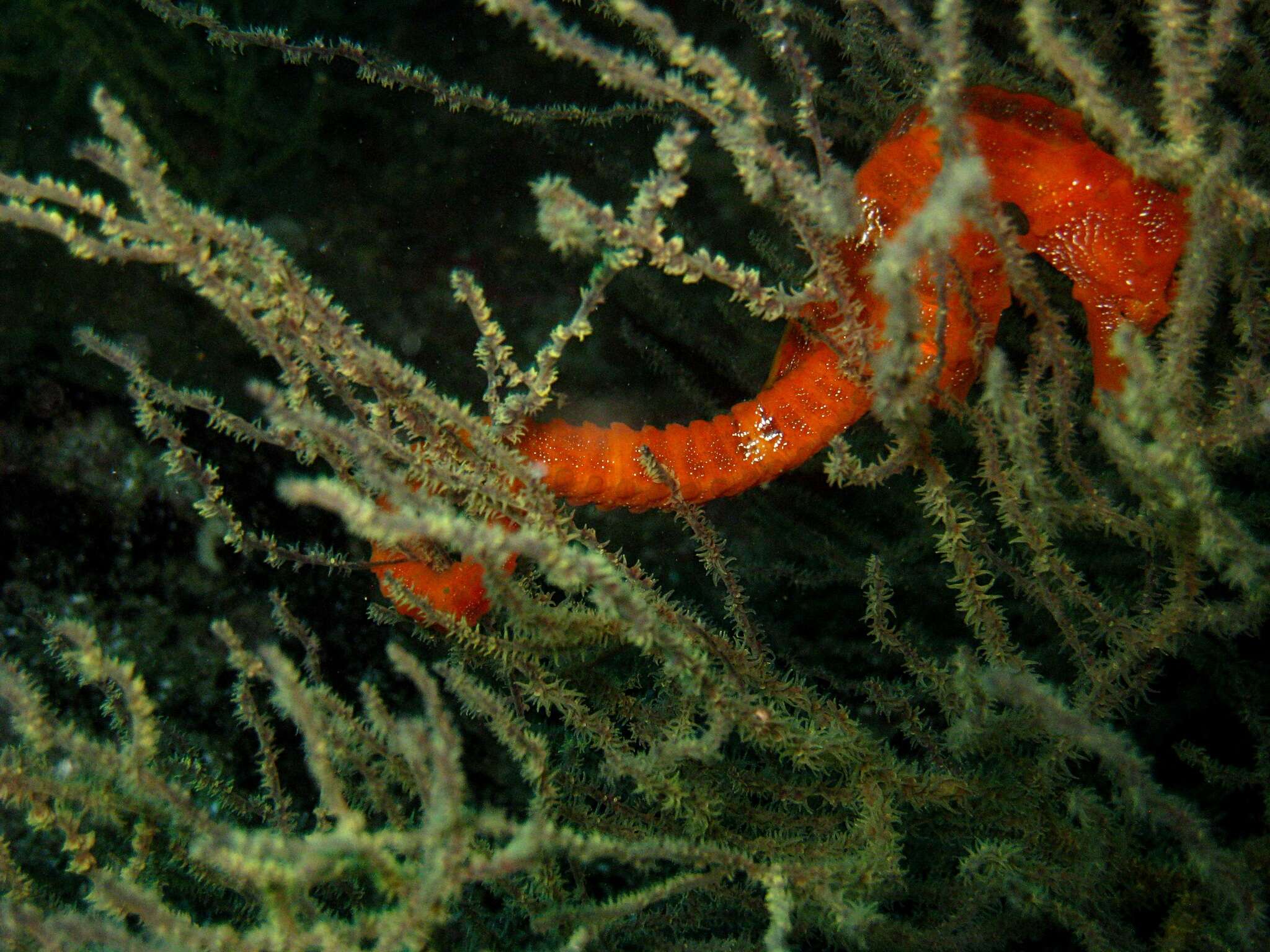 Image of Giant Seahorse