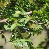 Image of Grey Gerygone