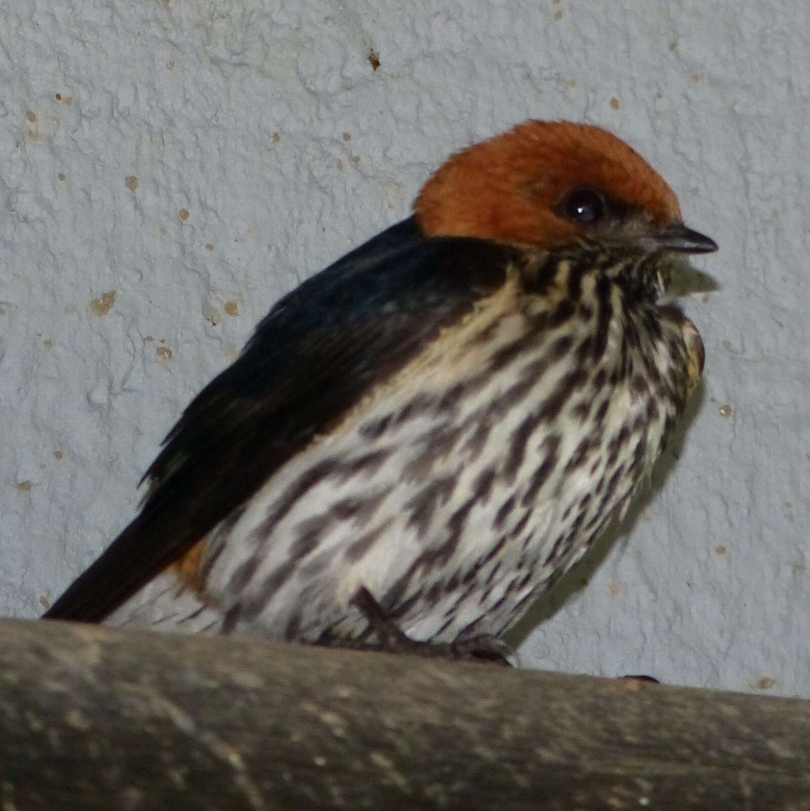 Cecropis abyssinica (Guérin-Méneville 1843) resmi