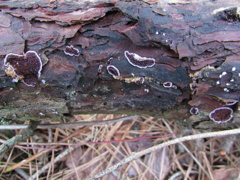 Image of Brown Purplepore Bracket