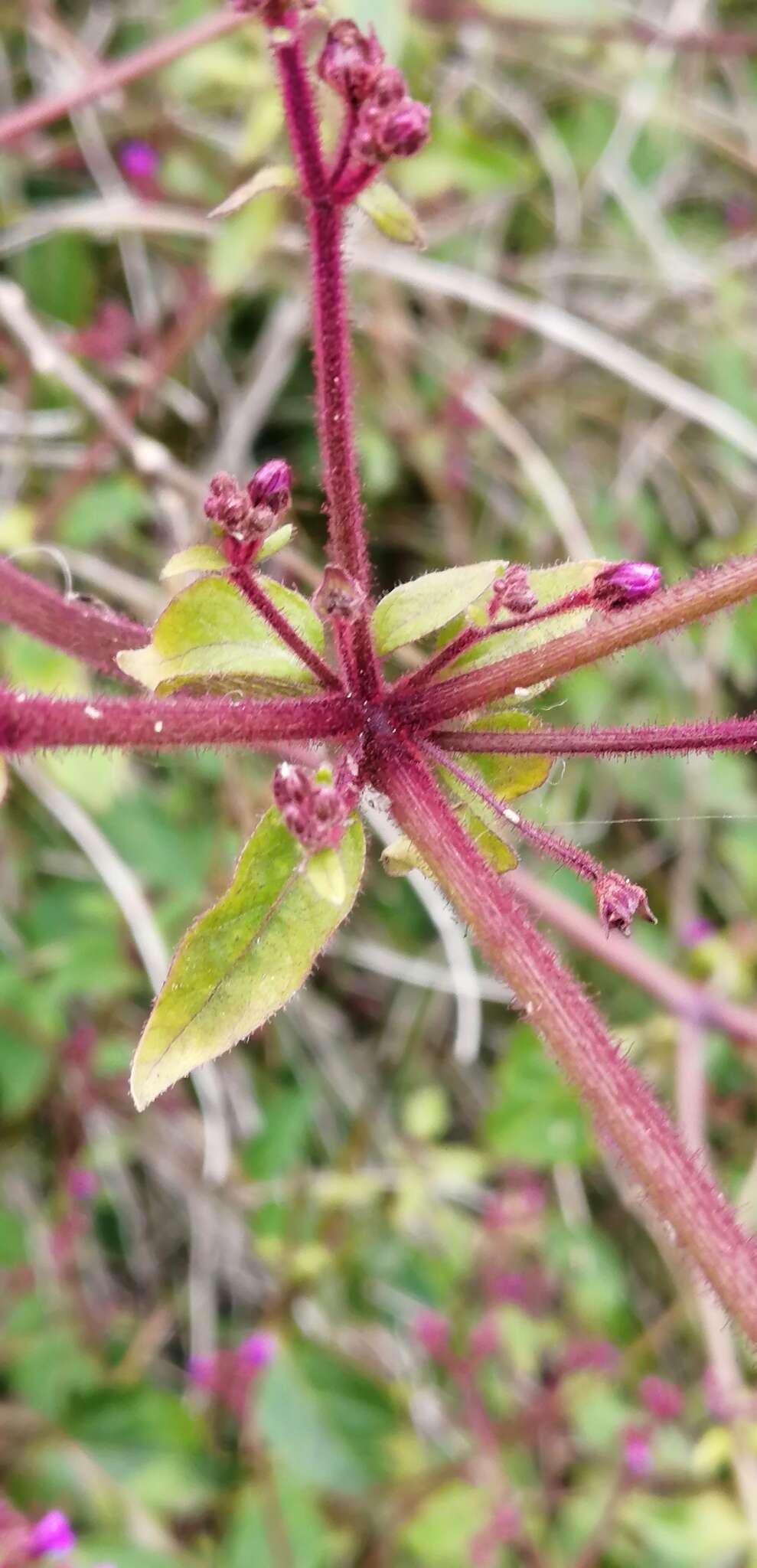 Imagem de Mirabilis prostrata (Ruiz & Pav.) Heimerl