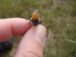 Слика од Bombus consobrinus Dahlbom 1832