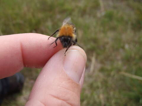 Image of Bombus consobrinus Dahlbom 1832