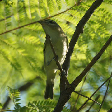 Vireo gilvus (Vieillot 1808) resmi