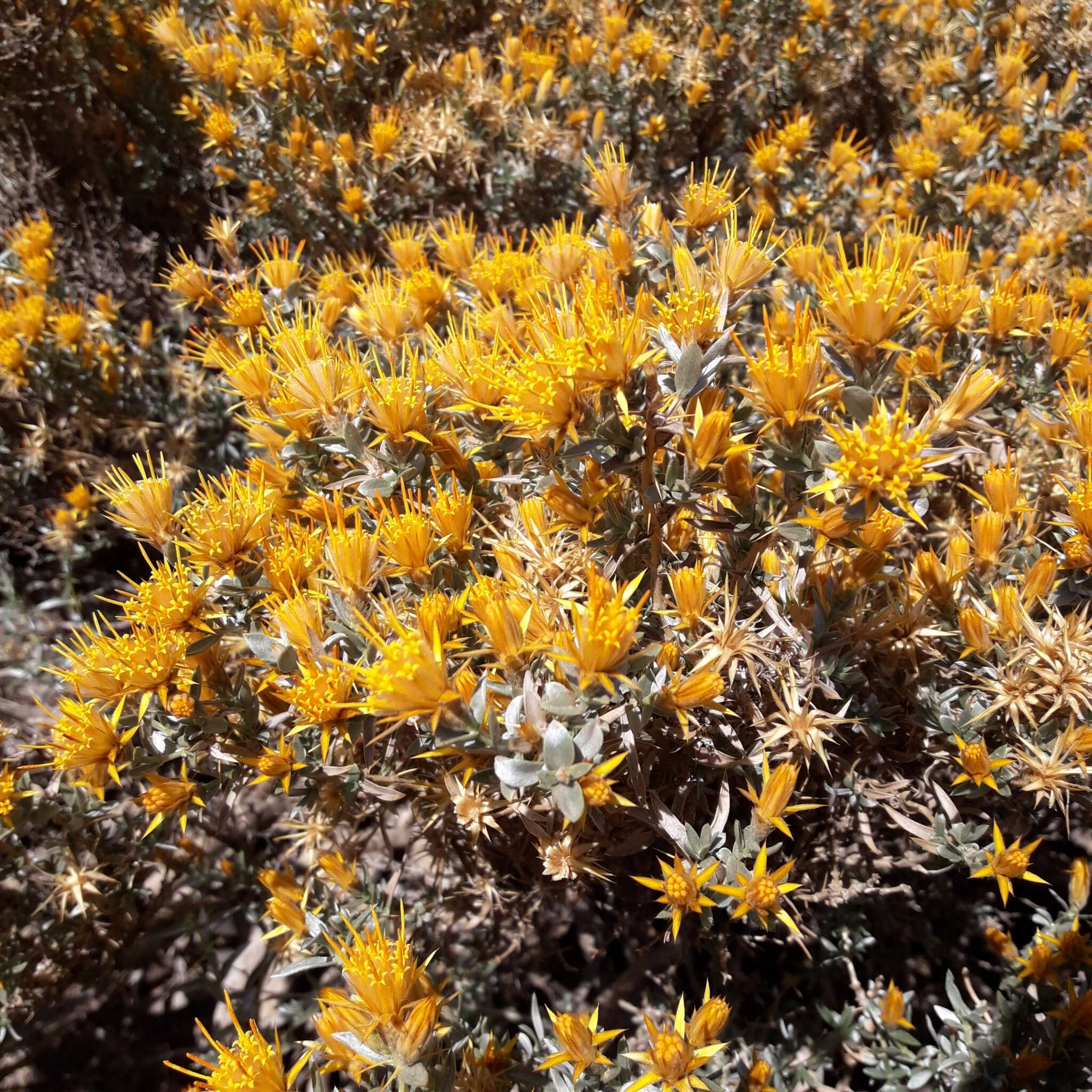 Image of Chuquiraga oppositifolia D. Don