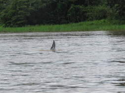 Image of Amazon River Dolphin