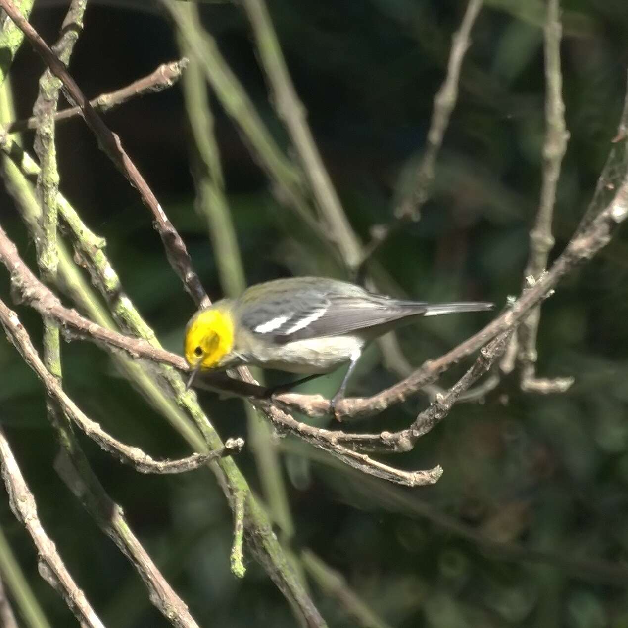 Image of Hermit Warbler