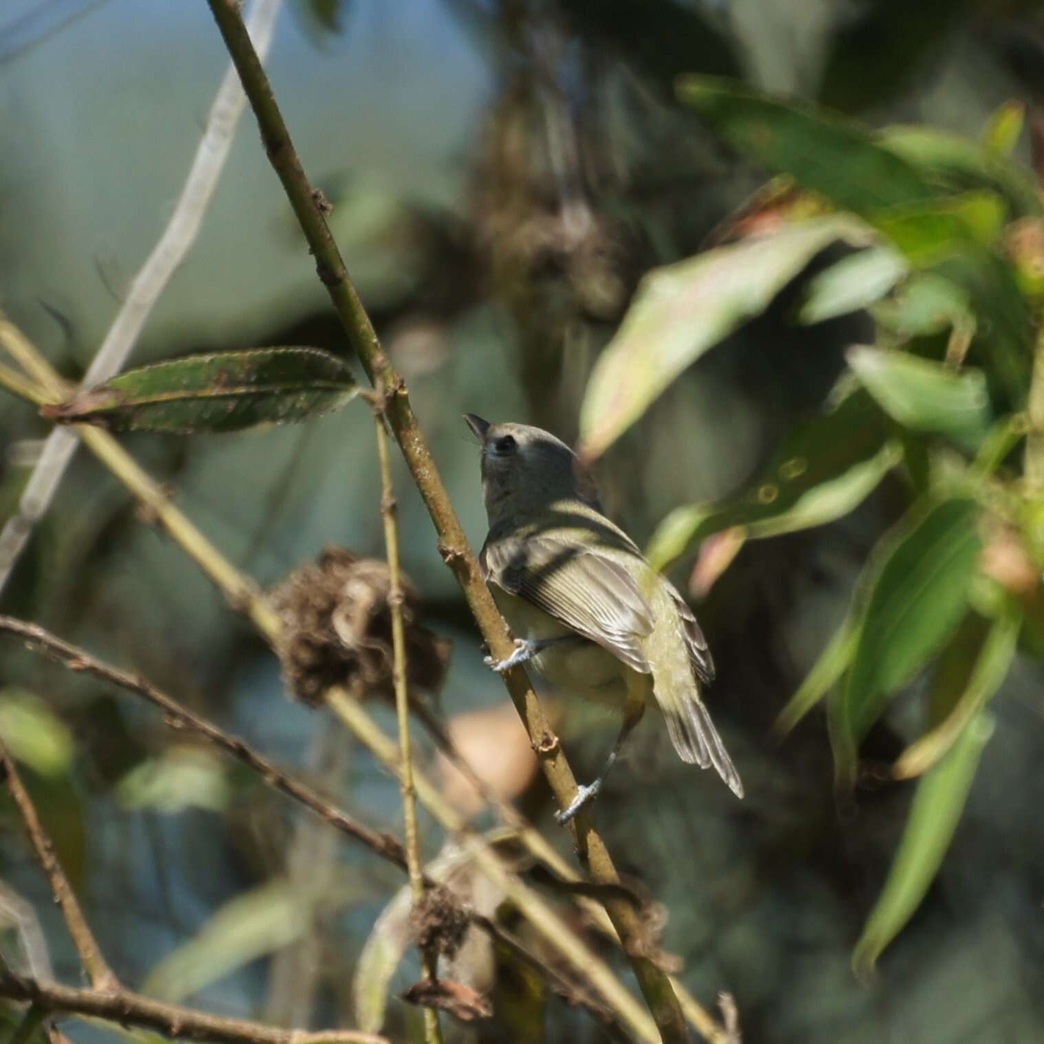 Vireo gilvus (Vieillot 1808) resmi