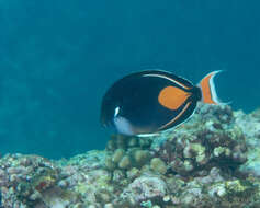 Image of Achilles Tang