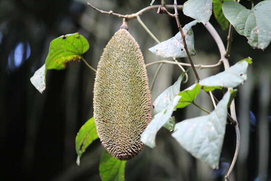 Image of Monkey comb