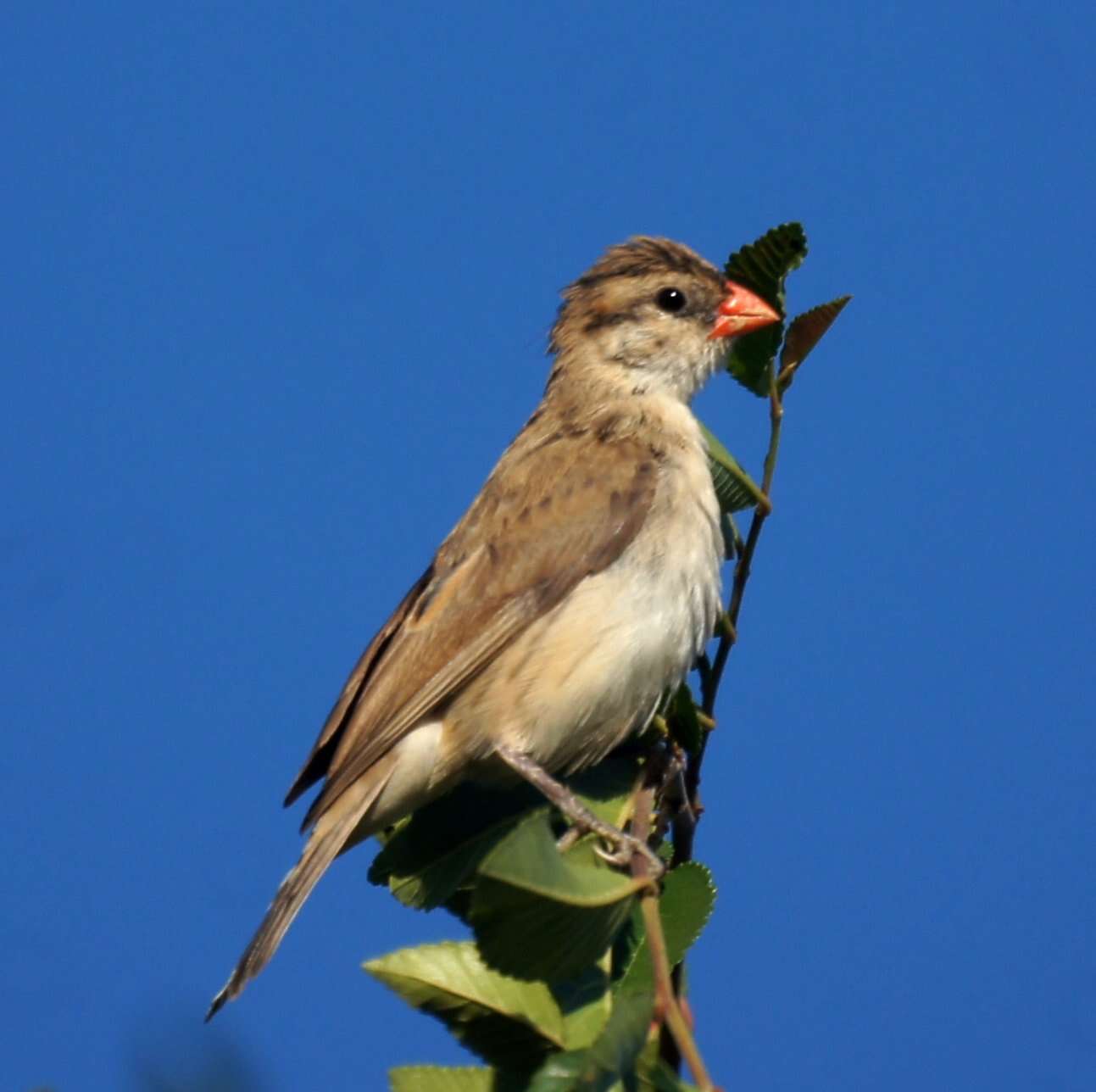 Image of Pin-tailed Whydah