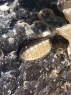 Image of Chiton