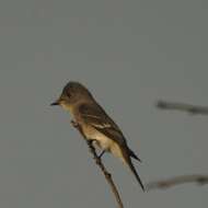 Image of Western Wood Pewee