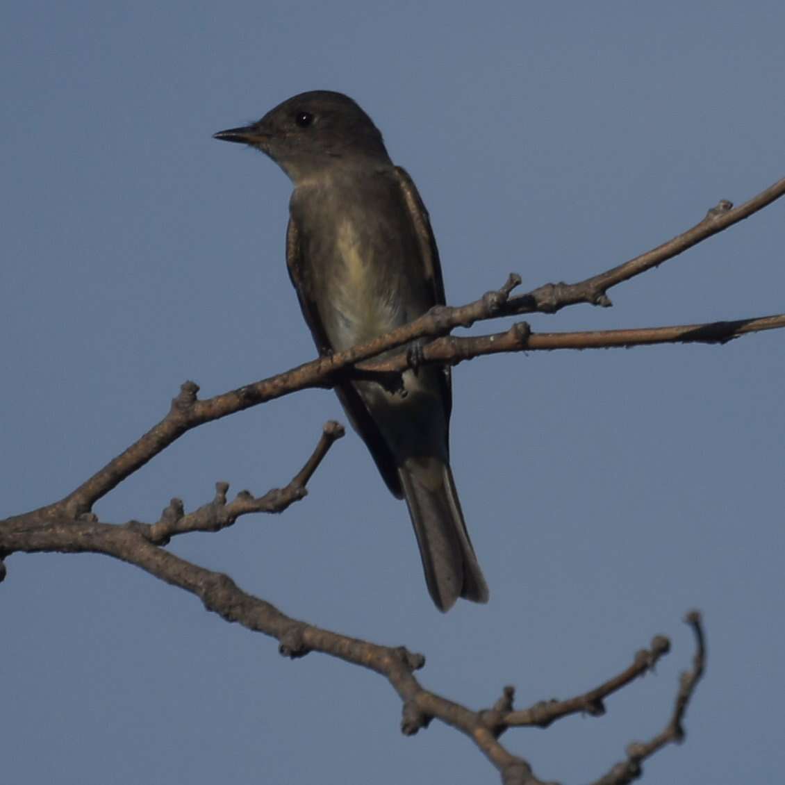 Image of Western Wood Pewee