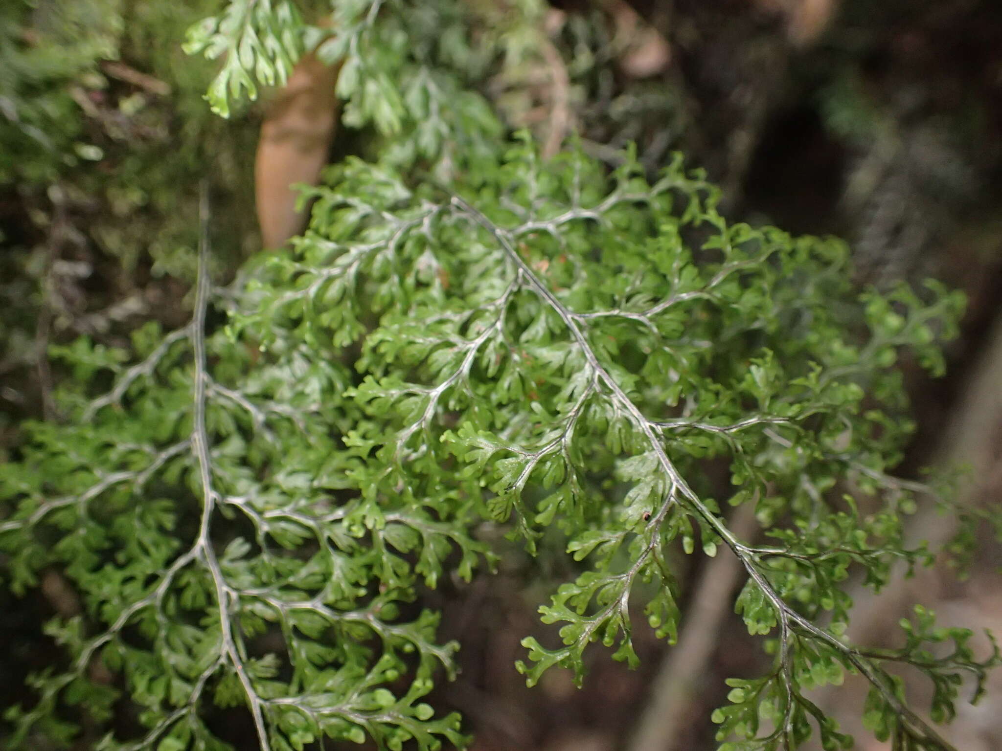 Sivun <i>Hymenophyllum polyanthon</i> kuva