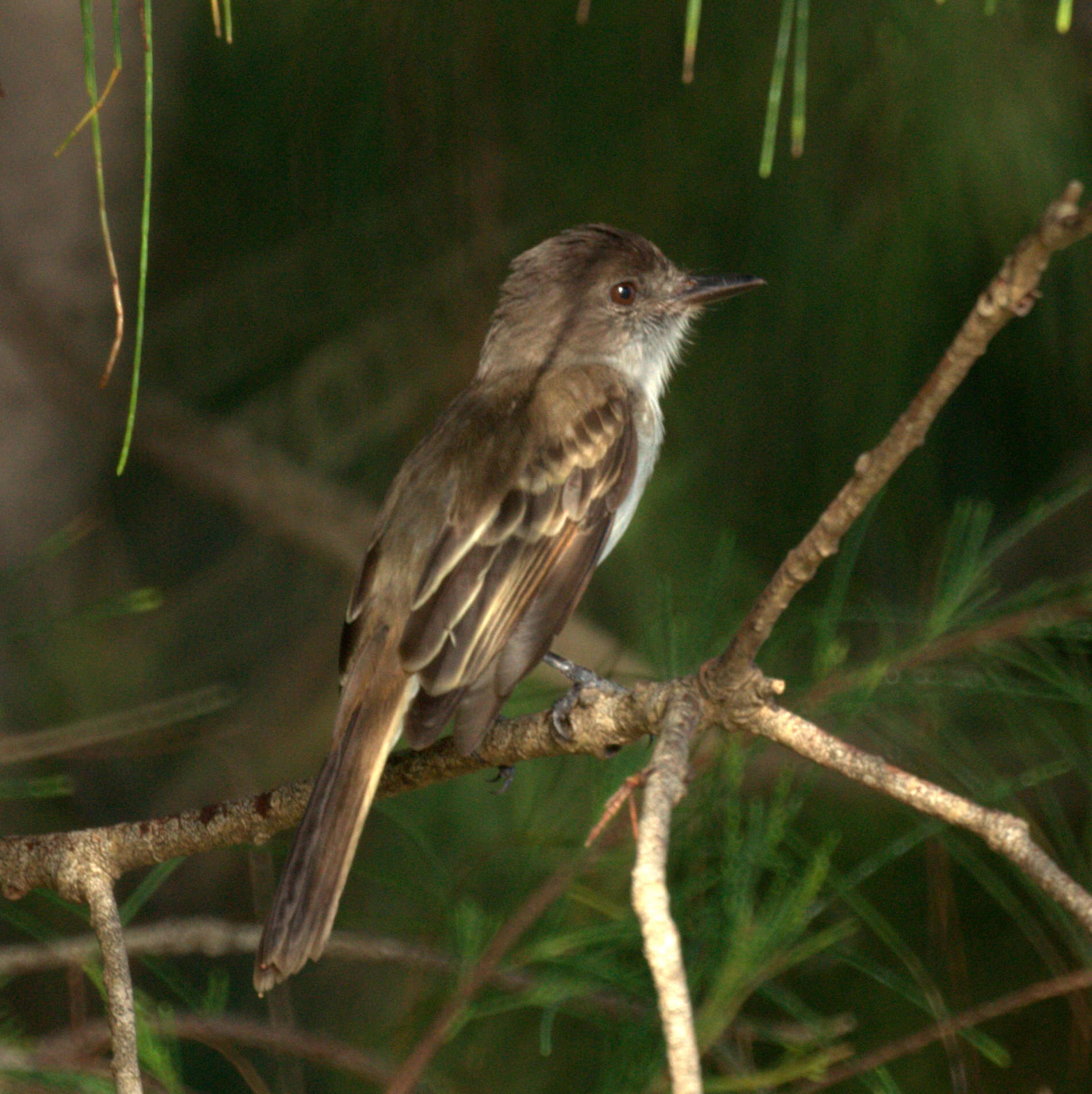 Image of Puerto Rican Flycatcher