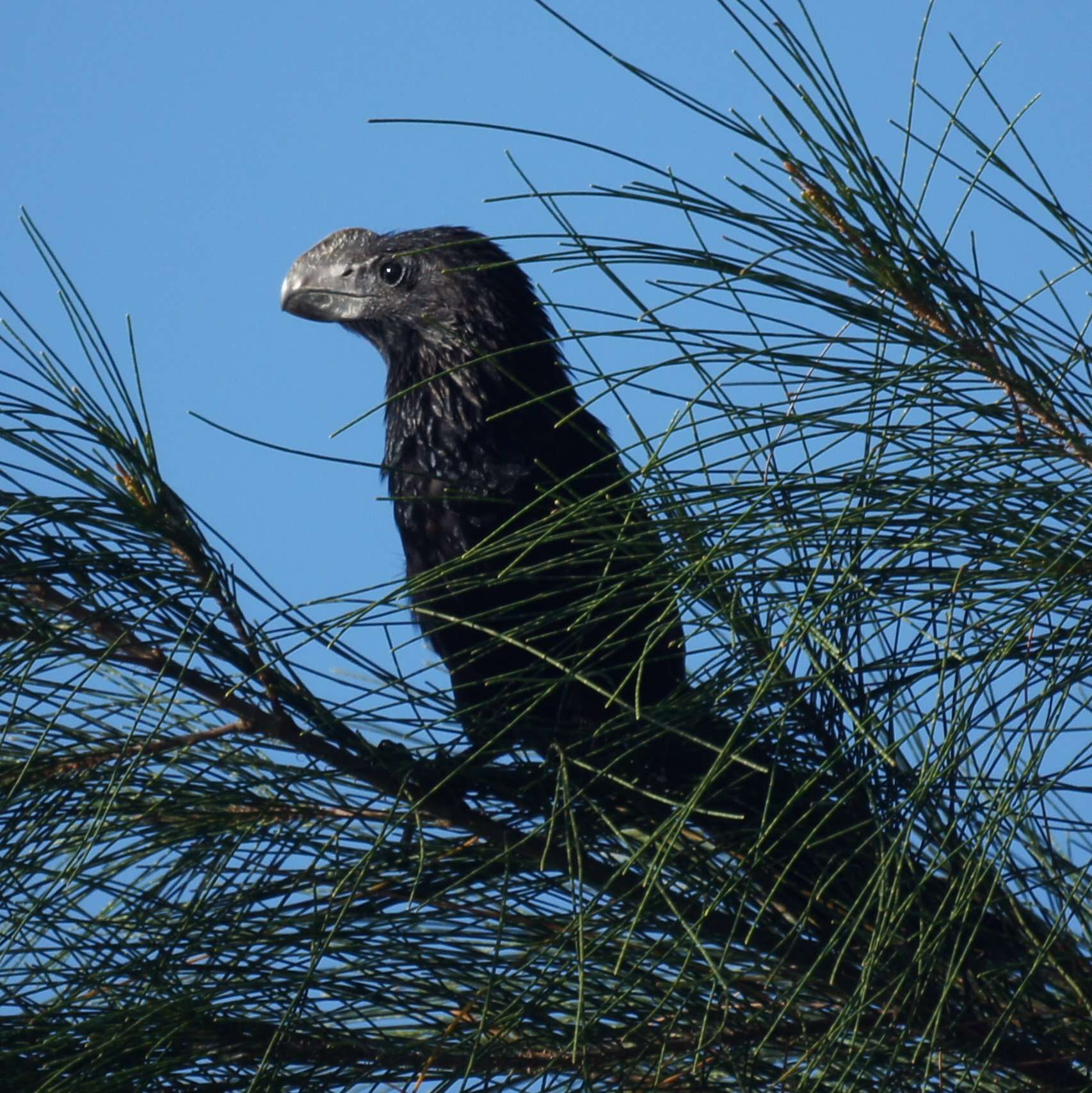 Plancia ëd Crotophaga Linnaeus 1758