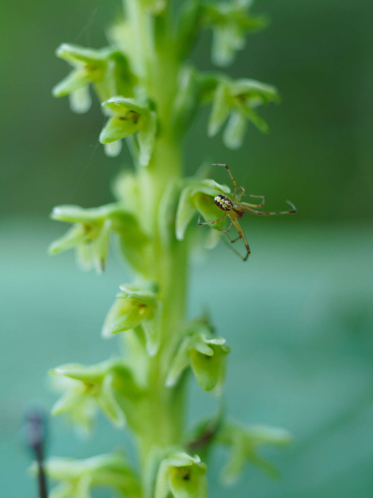 Image of Alaska Rein Orchid