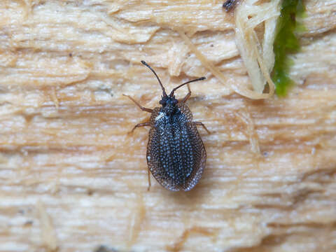 Image of Acalypta carinata (Panzer 1806)