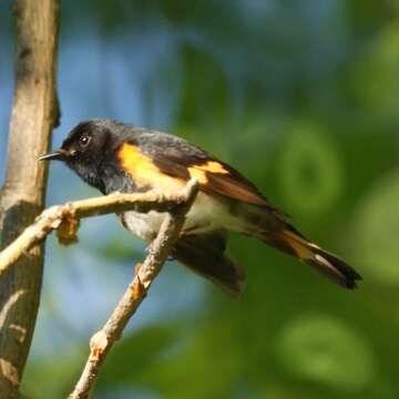 Image of American Redstart