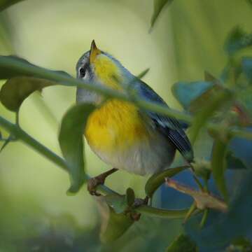 Image of Northern Parula