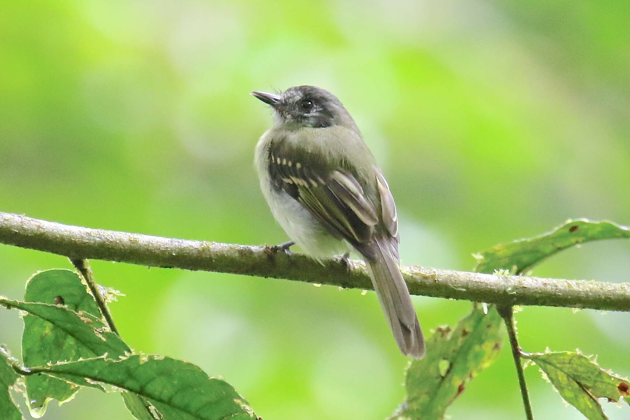 Plancia ëd Leptopogon superciliaris Tschudi 1844