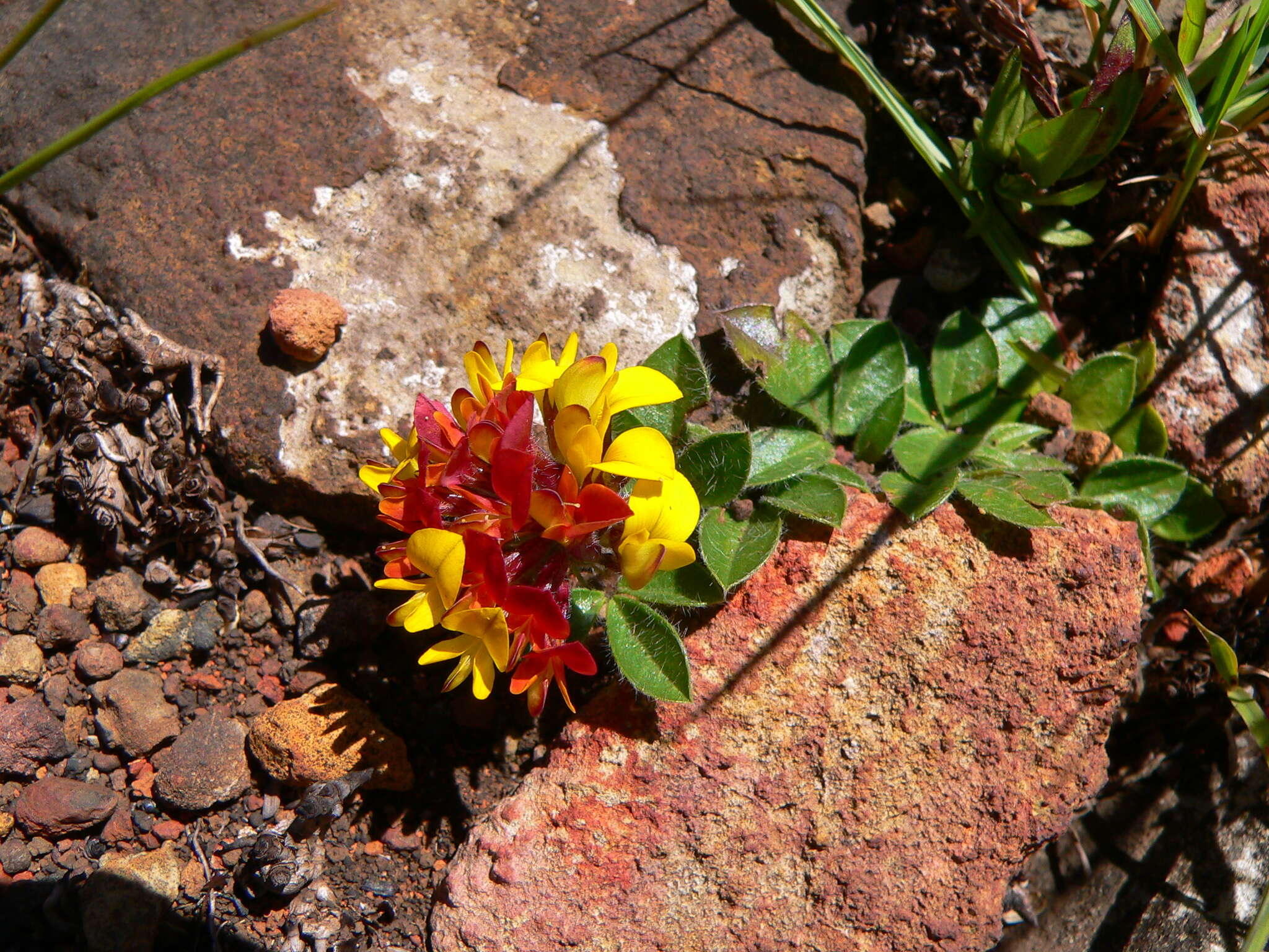 Image de Pearsonia obovata (Schinz) Polhill