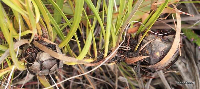 Image of Protea tenax (Salisb.) R. Br.